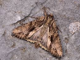 Attēlu rezultāti vaicājumam “Apamea ophiogramma”