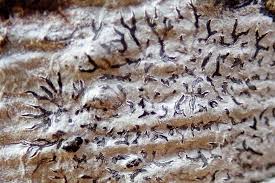 Attēlu rezultāti vaicājumam “Phaeographis dendritica”