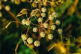 Attēlu rezultāti vaicājumam “Cicuta virosa leaf”