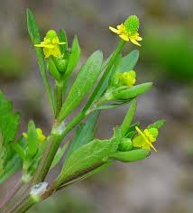Attēlu rezultāti vaicājumam “Ranunculus sceleratus flower”