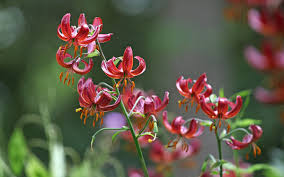 Image result for Lilium martagon `Manitoba Fox`