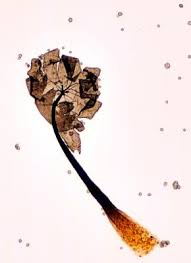 Attēlu rezultāti vaicājumam “Barbeyella minutissima”