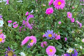 Image result for Aster
