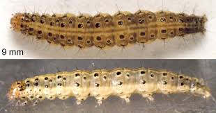 Attēlu rezultāti vaicājumam “Pyrausta purpuralis”