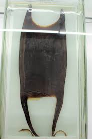 Image result for Rostroraja alba