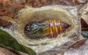 Attēlu rezultāti vaicājumam “Phylloneta cocoon”