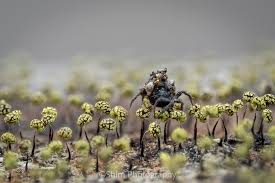 Attēlu rezultāti vaicājumam “Physarum viride var. incanum stalked”