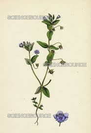 Image result for Anagallis arvensis