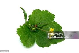 Image result for Potentilla tormentilla
