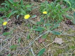Attēlu rezultāti vaicājumam “Pilosella officinarum bud”