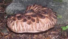 Attēlu rezultāti vaicājumam “Sarcodon imbricatum”