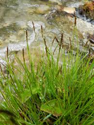 Attēlu rezultāti vaicājumam “Carex davalliana”