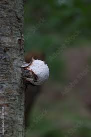 Attēlu rezultāti vaicājumam “Postia ptychogaster”