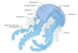 Attēlu rezultāti vaicājumam “Scyphozoa”