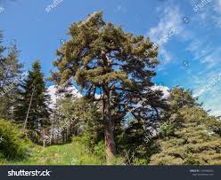 Attēlu rezultāti vaicājumam “Pinus sylvestris var. borussica”