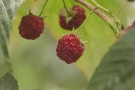 Attēlu rezultāti vaicājumam “Rubus idaeus fruit”