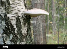 Attēlu rezultāti vaicājumam “Piptoporus betulinus”