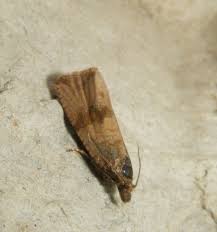 Attēlu rezultāti vaicājumam “Celypha striana”