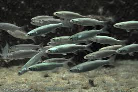 Image result for Chelon labrosus