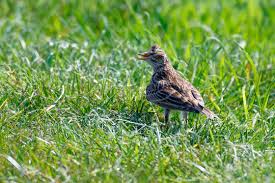 Attēlu rezultāti vaicājumam “Alauda arvensis”