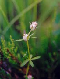 Attēlu rezultāti vaicājumam “Geocrypta galii”