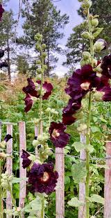 Image result for Alcea rosea nigra