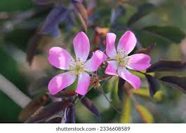 Attēlu rezultāti vaicājumam “Rosa glauca leaf”