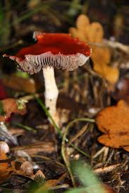 Attēlu rezultāti vaicājumam “Gomphidius roseus”