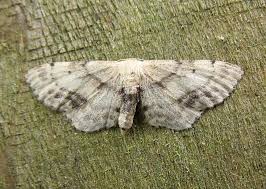 Attēlu rezultāti vaicājumam “Idaea dimidiata”