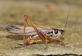 Attēlu rezultāti vaicājumam “Metrioptera roeselii”