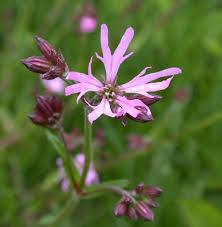 Image result for Lychnis flos-cuculi