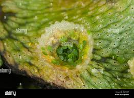 Attēlu rezultāti vaicājumam “Odontoschisma denudatum cells”