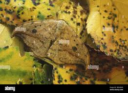 Attēlu rezultāti vaicājumam “Drepana falcataria”