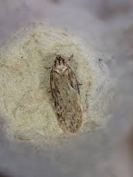 Attēlu rezultāti vaicājumam “Depressaria olerella imago”