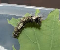 Attēlu rezultāti vaicājumam “Lymantria monacha”