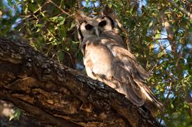 Attēlu rezultāti vaicājumam “Strigiformes”