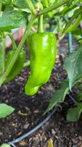 Afbeeldingsresultaat voor giant 3 sweet pepper