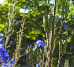 Attēlu rezultāti vaicājumam “xComagaria rosea  flower”