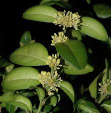 Attēlu rezultāti vaicājumam “Buxus sempervirens flower”