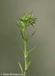 Attēlu rezultāti vaicājumam “Scleranthus annuus flower”