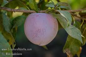 Attēlu rezultāti vaicājumam “Rosa subcanina fruit”