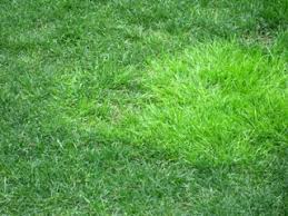 Attēlu rezultāti vaicājumam “Poa trivialis”