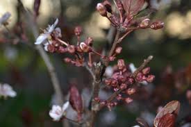 Attēlu rezultāti vaicājumam “Prunus cerasifera var. divaricata flower”