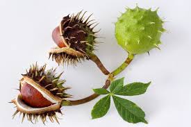 Attēlu rezultāti vaicājumam “Aesculus hippocastanum fruit”