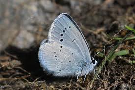 Attēlu rezultāti vaicājumam “Cupido minimus underside”