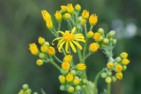 Attēlu rezultāti vaicājumam “Jacobaea vulgaris flower”