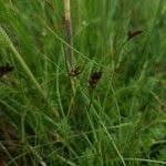 Attēlu rezultāti vaicājumam “Blysmus compressus fruit”