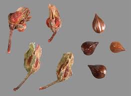 Attēlu rezultāti vaicājumam “Rumex confertus fruit”