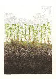 Attēlu rezultāti vaicājumam “Sphagnum cuspidatum”