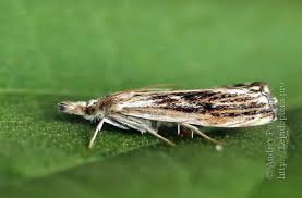 Attēlu rezultāti vaicājumam “Catoptria verellus”